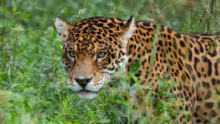 Yaguareté. Foto: X/@RewildingArg