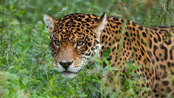 Unidos por una misma causa: buscan voluntarios para monitorear yaguaretés en el Parque Nacional Iberá