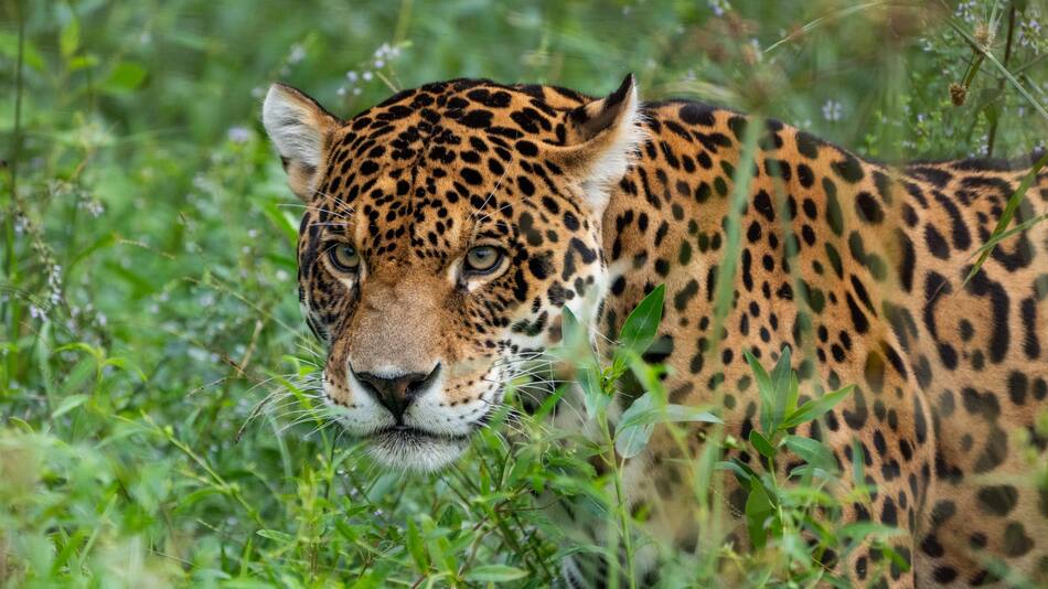 Yaguareté. Foto: X/@RewildingArg