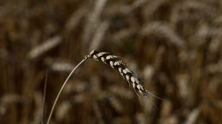 La industria agrícola está en peligro. Foto: Reuters