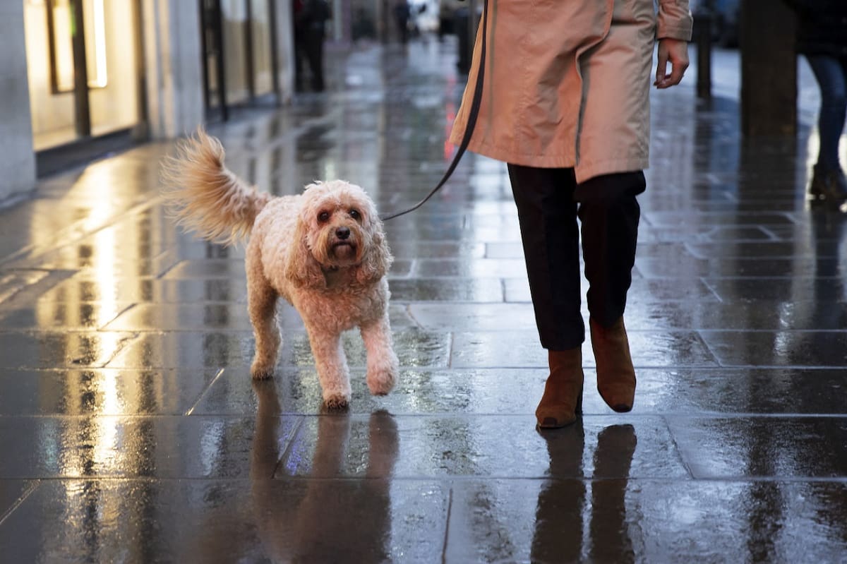Perros; mascotas. Foto: Unsplash.