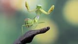 La aparición de una mantis religiosa en tu jardín tiene un gran significado inesperado, según el Feng Shui