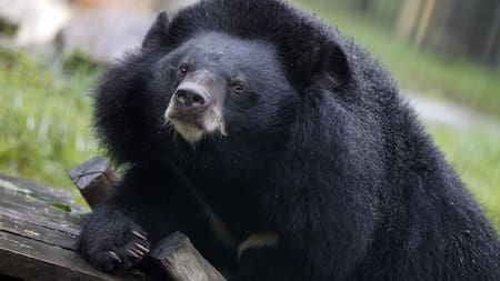 Japón difunde vídeo de un oso atacando a una furgoneta para concienciar a la población. Foto: EFE.