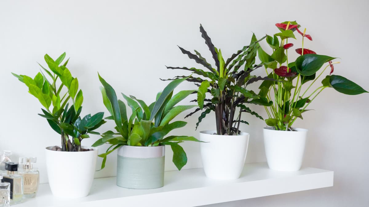 Zamioculcas zamiifolia, la planta asociada al dinero. Foto: Unsplash.