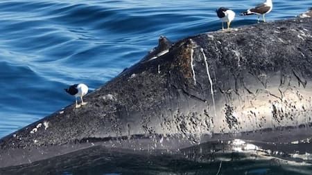 Ballenas en Puerto Pirámides. Foto: Twitter @gloriallopiz