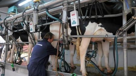 Tambo - Industria lechera