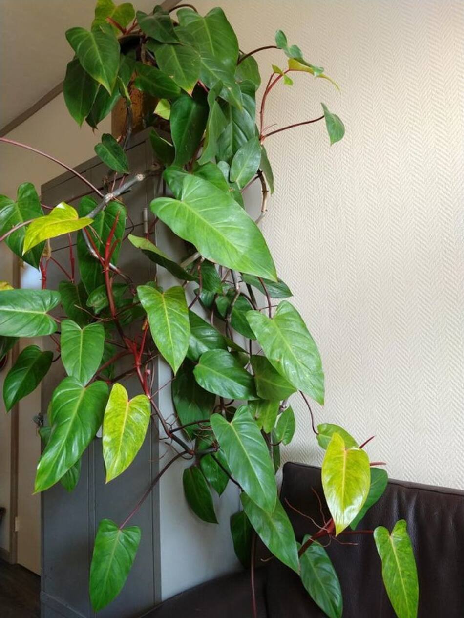 El filodendro, una de las plantas de interior más venenosas del mundo. Foto: Pinterest.