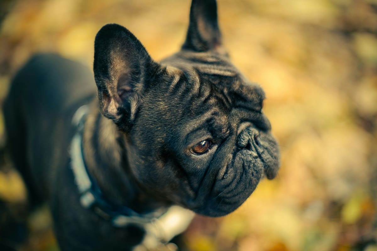 Bulldog francés; perros; mascotas
