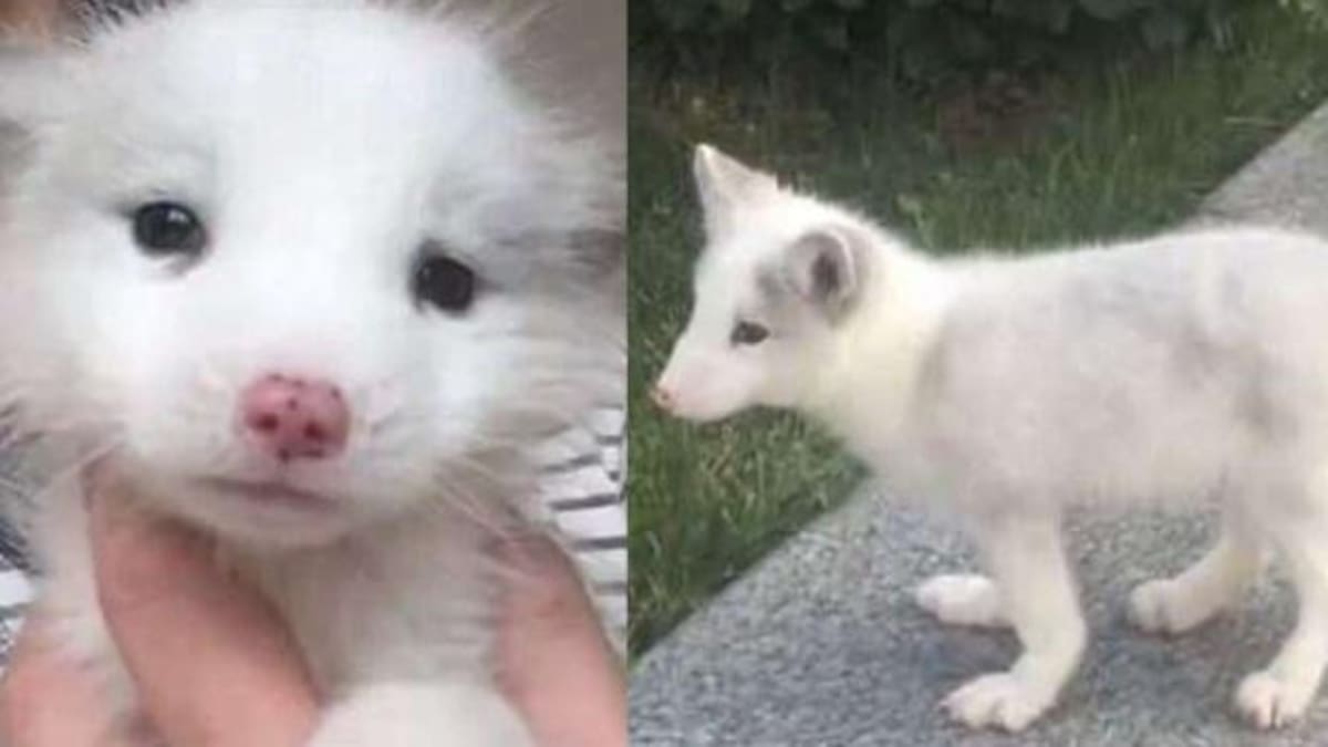Video viral - perro