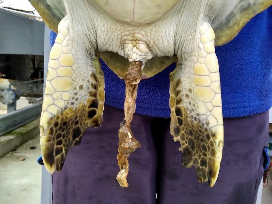 Tortuga marina rescatada que defeca gran cantidad de basura