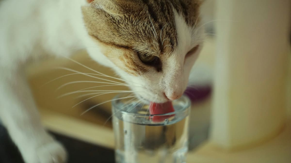 Los gatos pueden sufrir de deshidratación