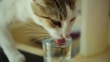 Gatos viejitos en verano: 5 hábitos que reducen el riesgo de deshidratación y golpes de calor