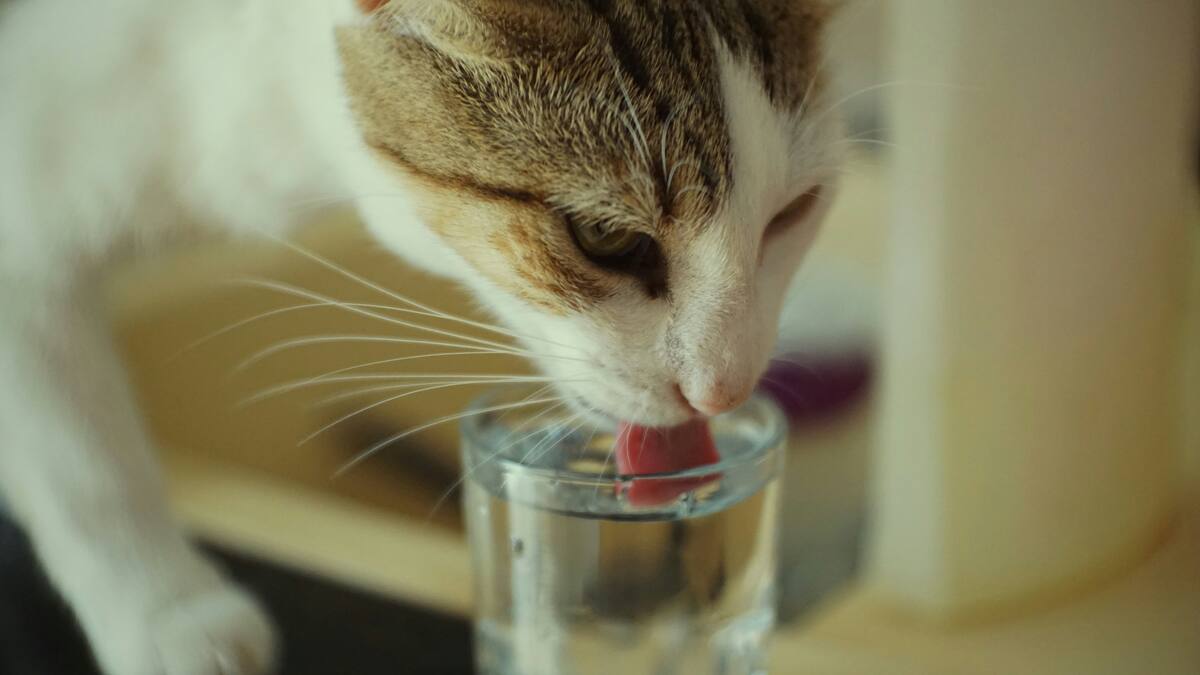 Gatos viejitos en verano: 5 hábitos que reducen el riesgo de deshidratación y golpes de calor