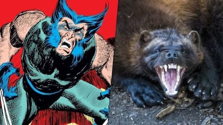 Wolverine fue inspirado en un animal en peligro de extinción. Fuente: Disney