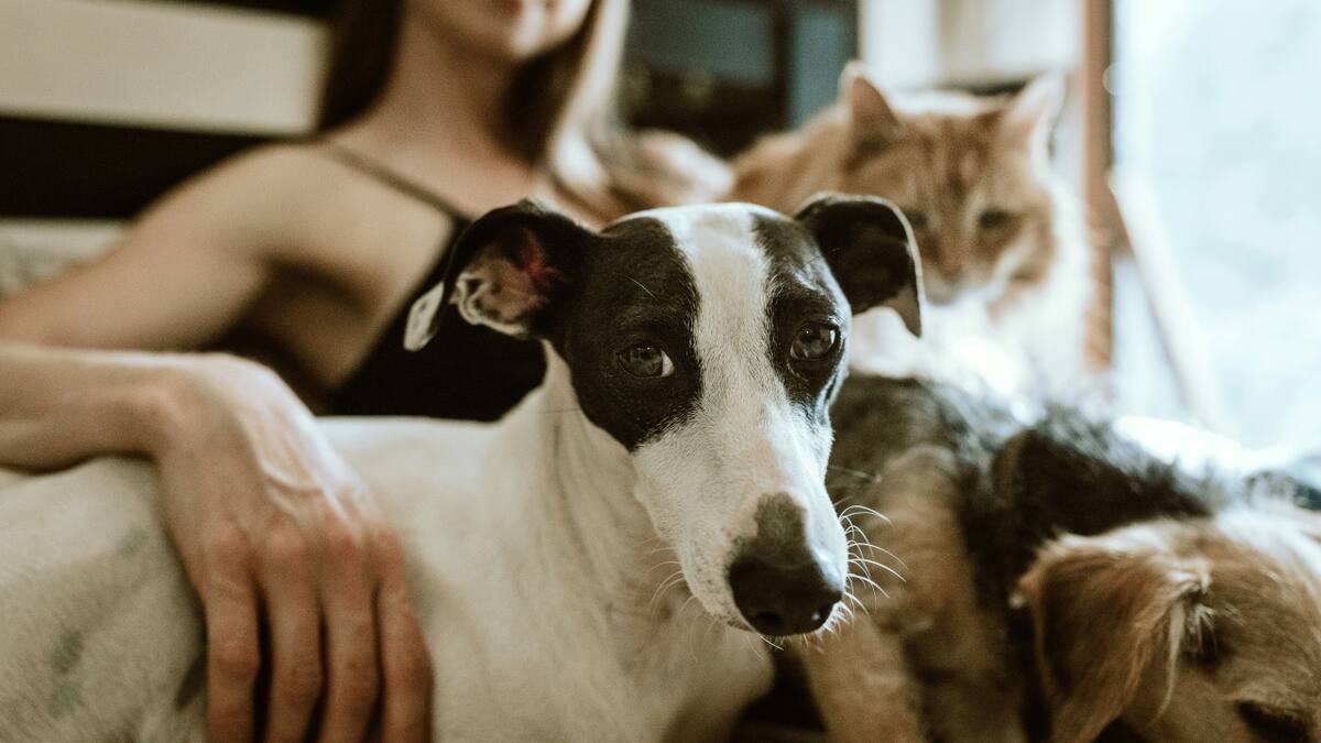 Un nuevo teléfono para animales promete revolucionar la comunicació. Foto Unsplash.