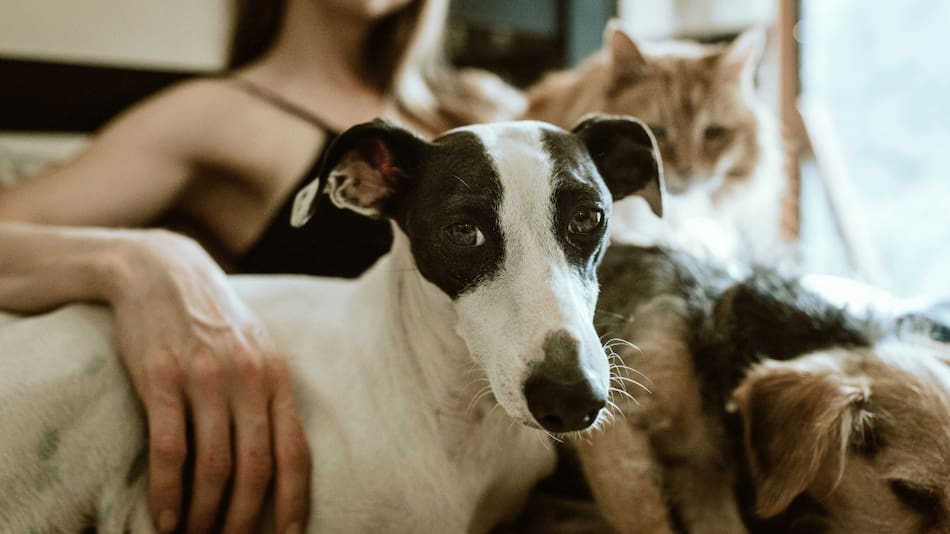 Perros y gatos. Foto: Unsplash