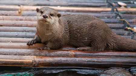 Nutria, nutrias, animal. Foto Unsplash.