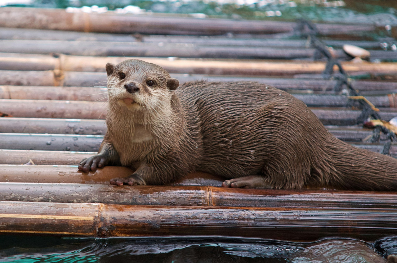 Nutria, nutrias, animal. Foto Unsplash.