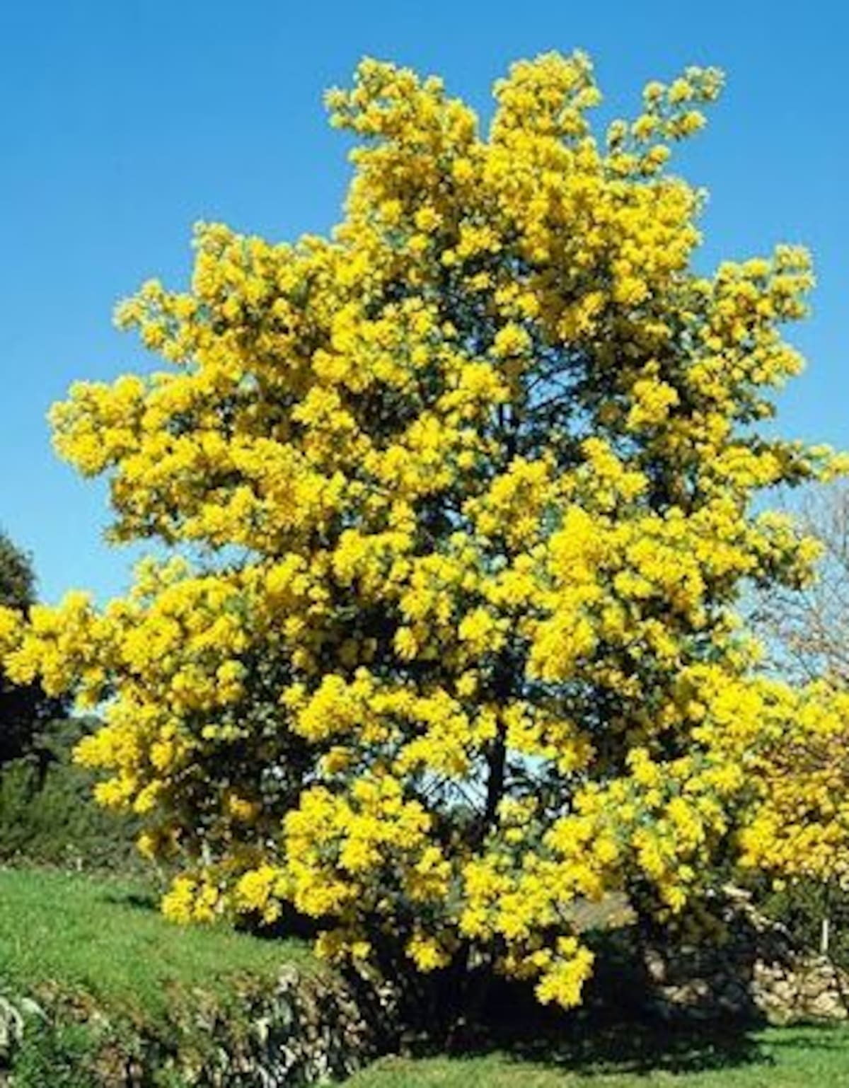 La clave para mantener las acacias saludables es adaptar los cuidados a la especie y al clima,