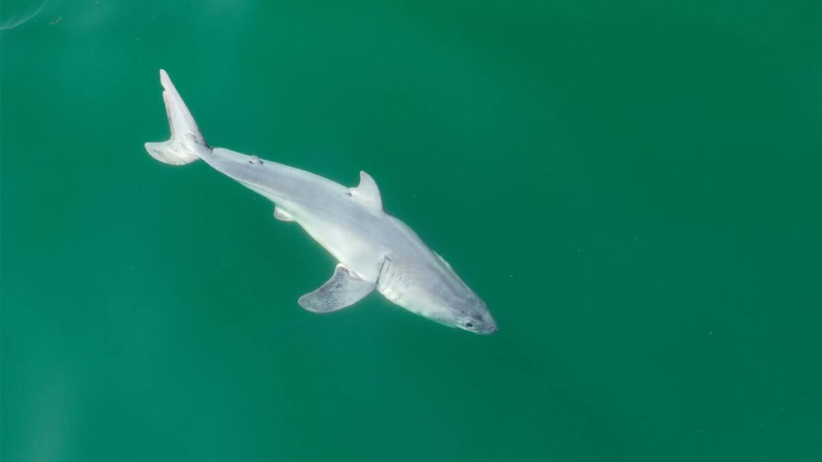 Avistan por primera vez una cría de tiburón blanco. Foto: X