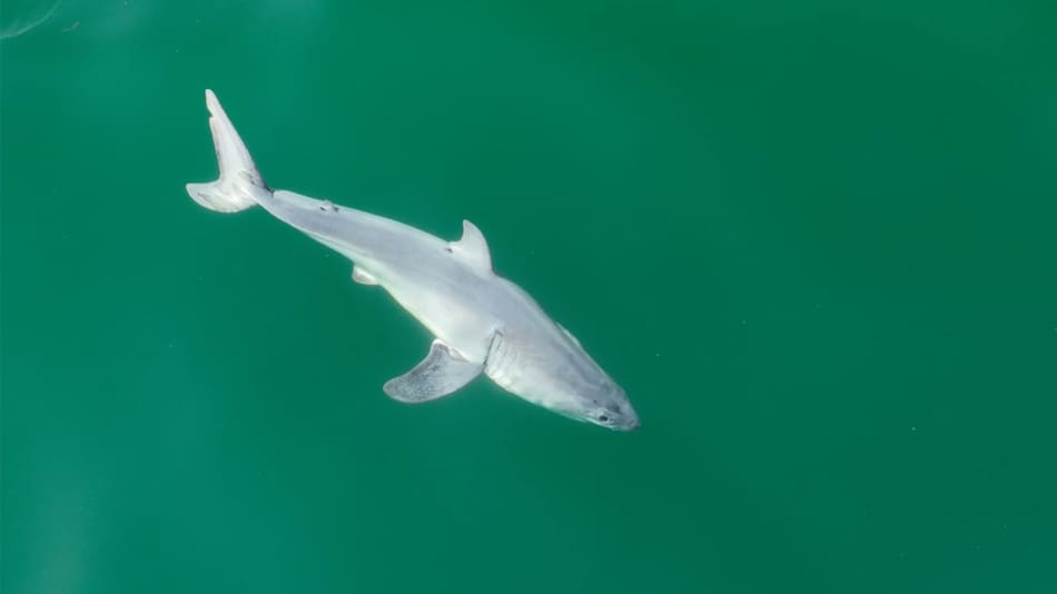 Avistan por primera vez una cría de tiburón blanco. Foto: X