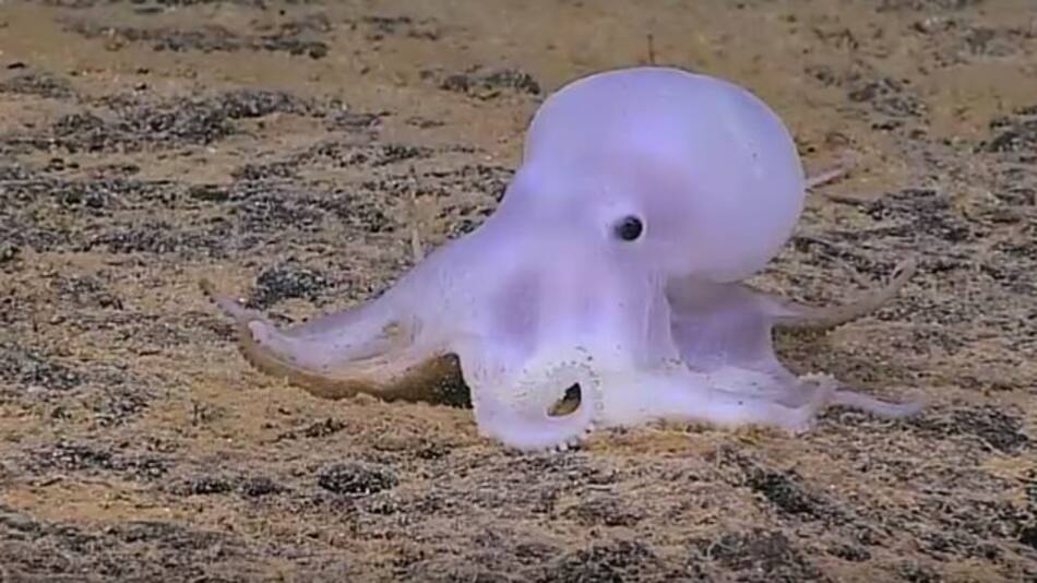 Nueva especie de pulpo