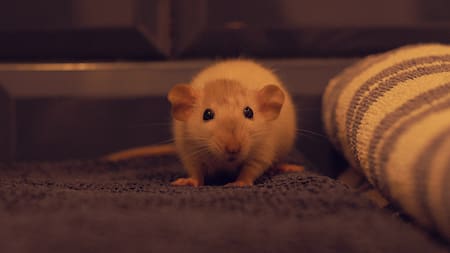 Rata. Foto: Unsplash