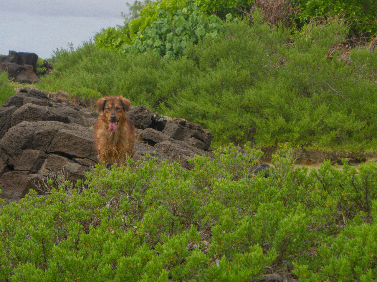 Perro abandonado. Foto: Unsplash