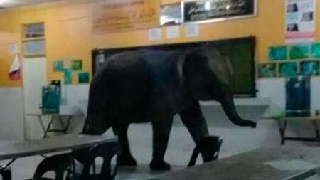Elefante en escuela
