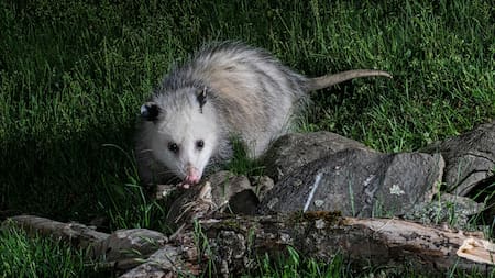 Zarigüeya. Foto Unsplash.