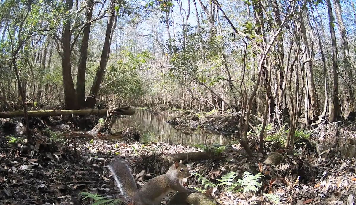 Después de 1.000 días, águilas, ciervos, búhos, mapaches y otras especies habían incorporado el lugar a su hábitat.