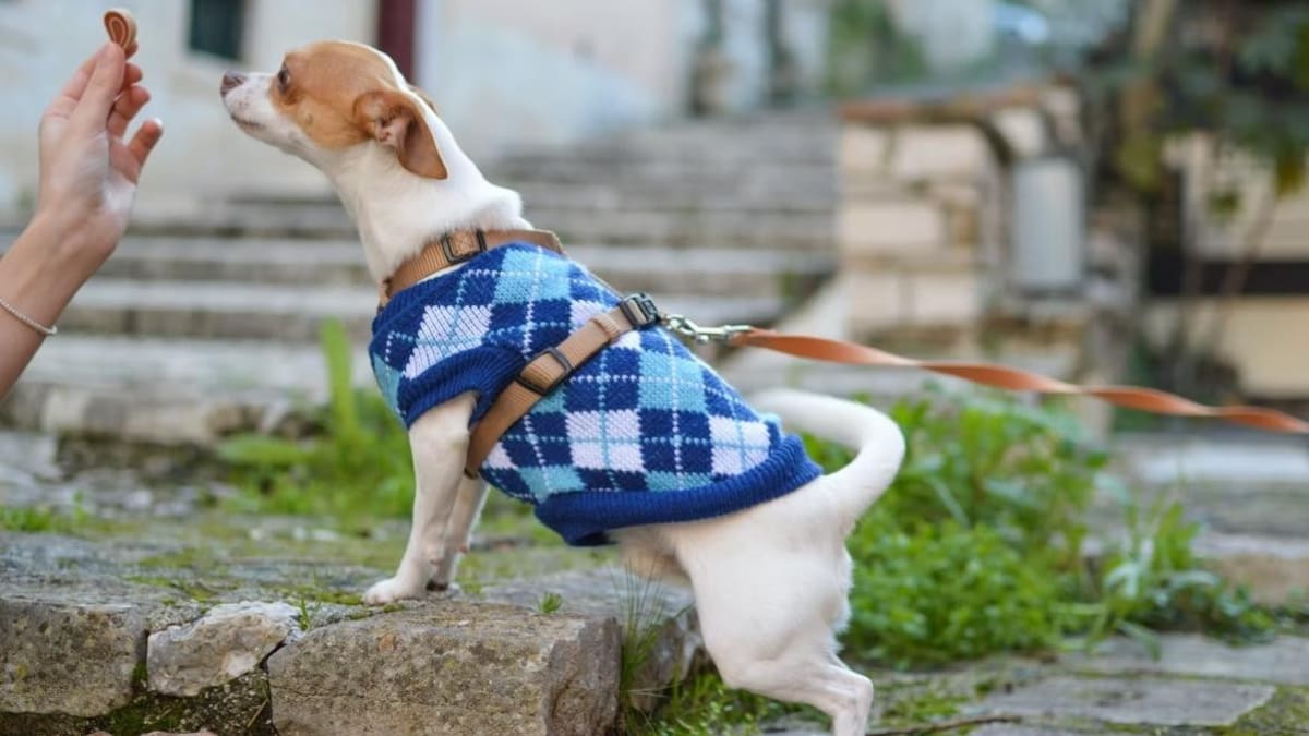 Perro con vestimenta.
