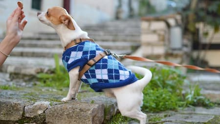 Perro con vestimenta.