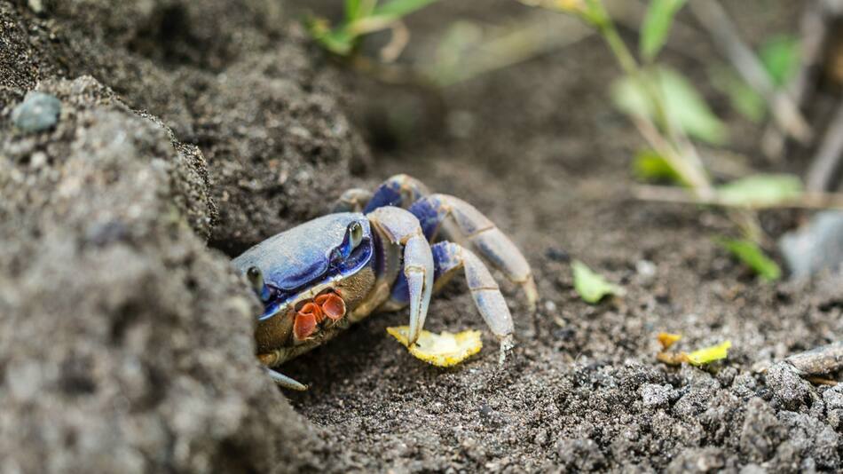Cangrejo azul. Foto: Unsplash