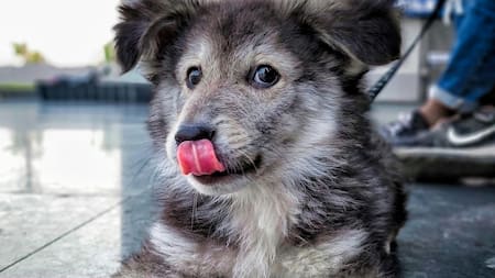 Perros. Foto: Unsplash