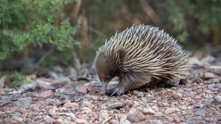 El tierno animal que tiene una sorprendente habilidad eléctrica. Foto Pixabay
