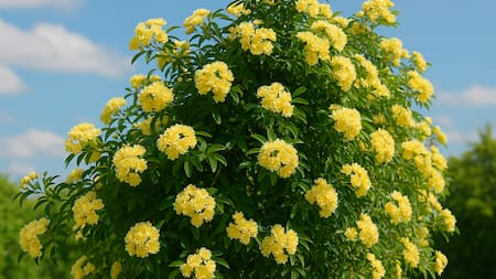 La enredadera que deslumbra con flores amarillas todo el año y casi no tiene espinas: la favorita para pérgolas y cercos