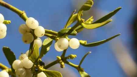 Muérdago, planta. Foto: Unsplash