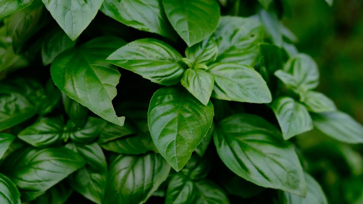 Albahaca. Foto: Unsplash.