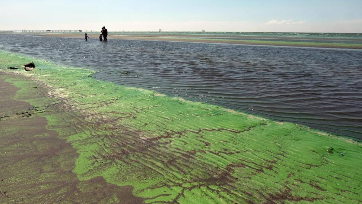 Cianobacterias en balnearios del Río de la Plata y lagunas bonaerenses. Foto: Télam