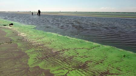 Cianobacterias en balnearios del Río de la Plata y lagunas bonaerenses. Foto: Télam