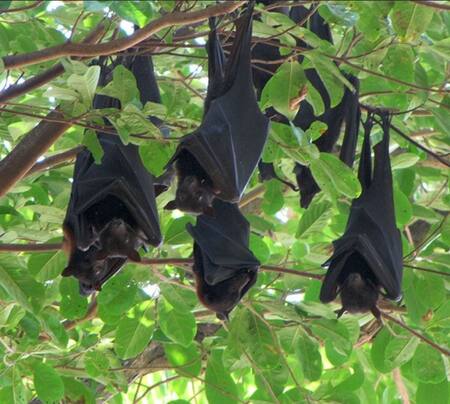 Nueva especie de murciélago se reproduce sin penetración. Foto: Unsplash