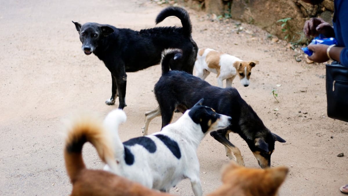 Protegidos y cuidados: cuál es la ciudad donde los perros callejeros son tratados como reyes