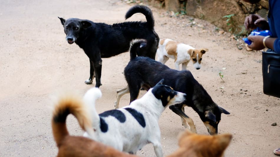 Tiflis, la ciudad de Georgia que cuida a sus perros callejeros. Foto: Unsplash.