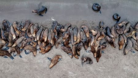 Por la muerte de varios lobos marinos, se investigan posibles casos de gripe aviar.