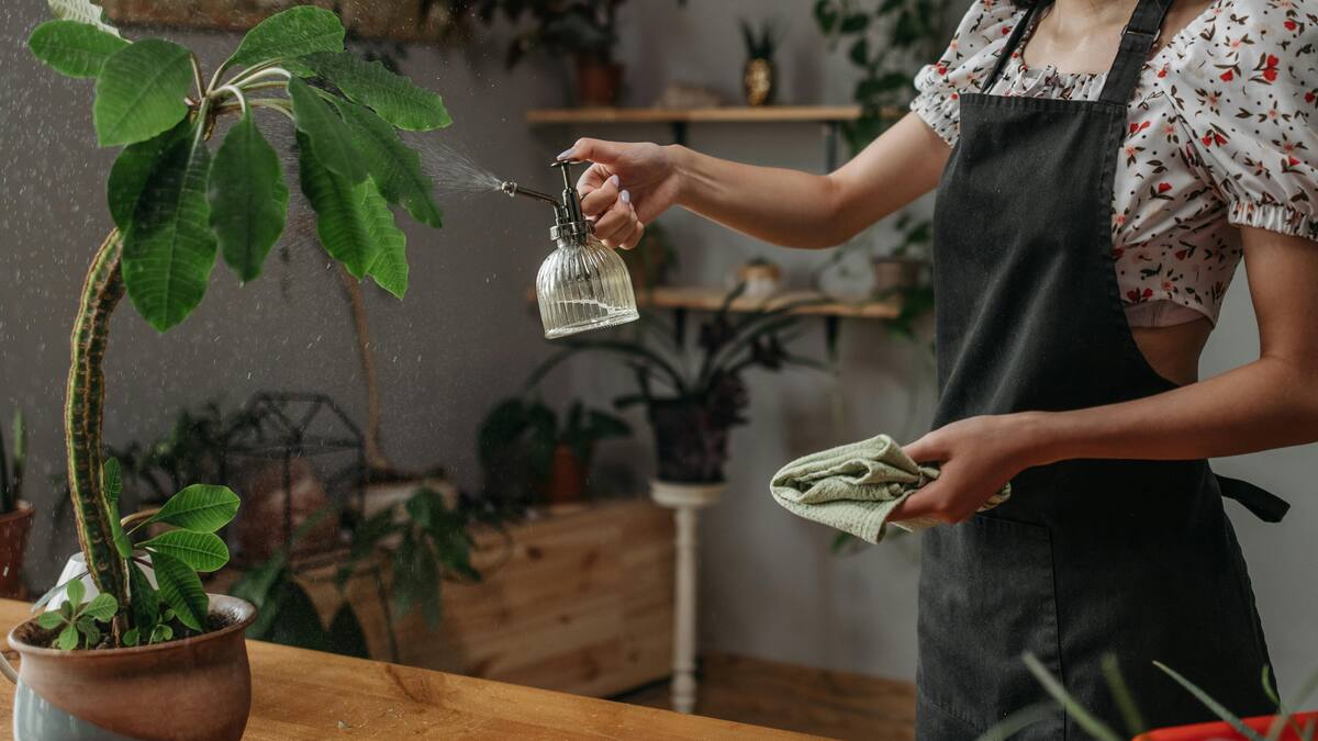 La sacarosa es el principal azúcar transportado en el floema de la mayoría de las plantas, siendo el producto final de la fotosíntesis. Foto: Pexels.