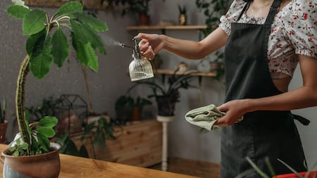 La sacarosa es el principal azúcar transportado en el floema de la mayoría de las plantas, siendo el producto final de la fotosíntesis. Foto: Pexels.