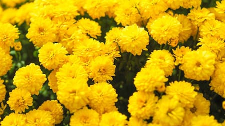 Flores amarillas. Foto: Unsplash.