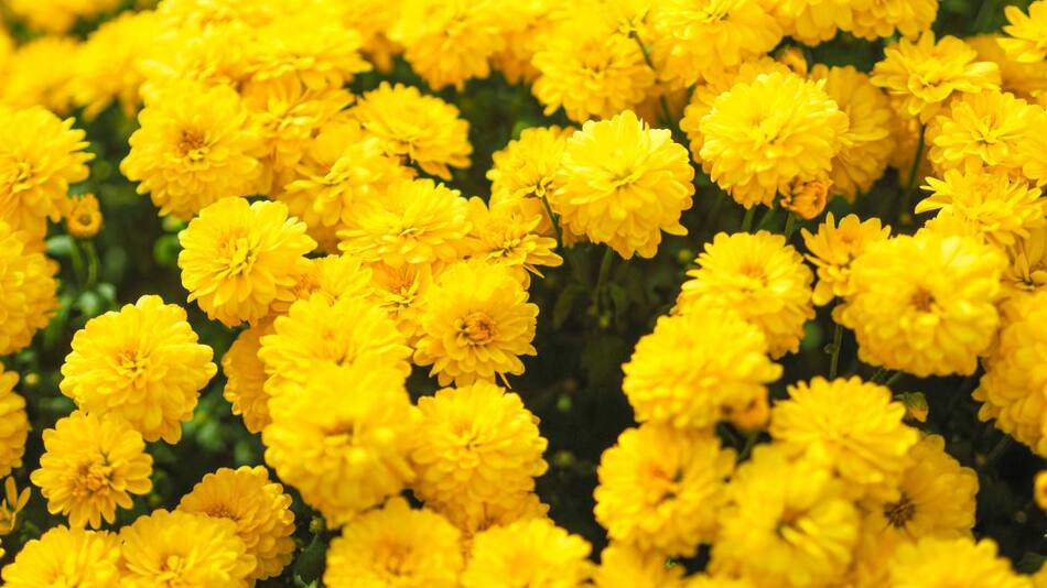 Flores amarillas. Foto: Unsplash.