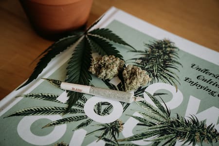 Marihuana. Foto: Unsplash.